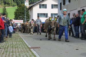 150924ViehschauMuotathal 223